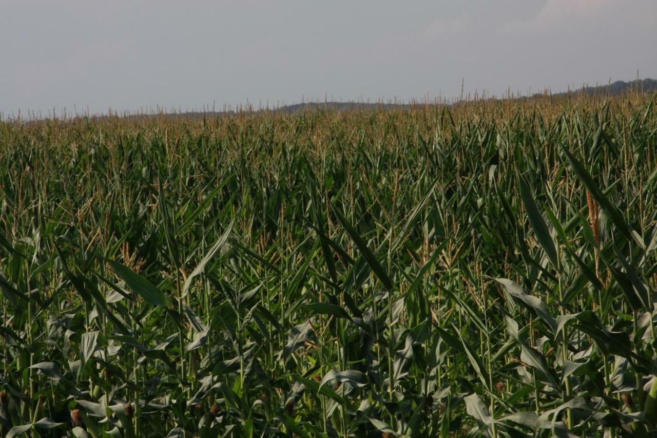 Il Silos Maccarese Εξωτερικό φωτογραφία