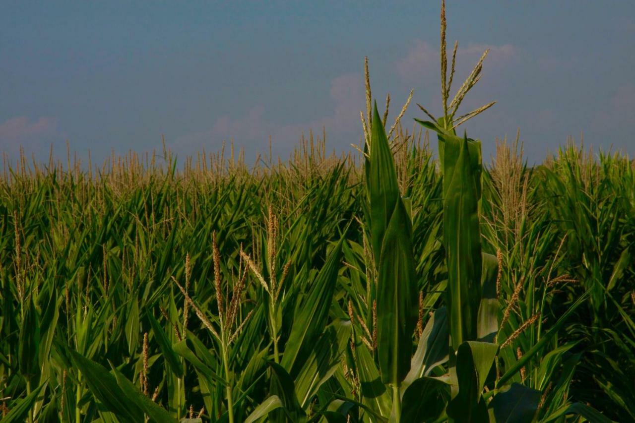 Il Silos Maccarese Εξωτερικό φωτογραφία
